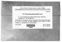 Puccinia pulverulenta image